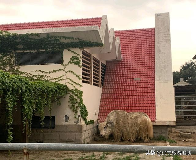 青岛动物园大熊猫馆从哪进,青岛动物园熊猫馆游玩攻略