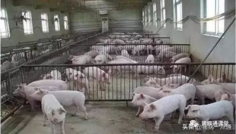 猪断尾和不断尾有啥区别,给猪断尾巴的好处