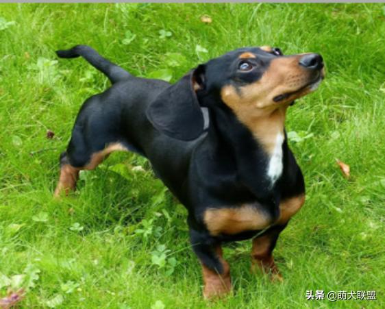 狗界最凶猛的犬,十大聪明名犬腊肠犬