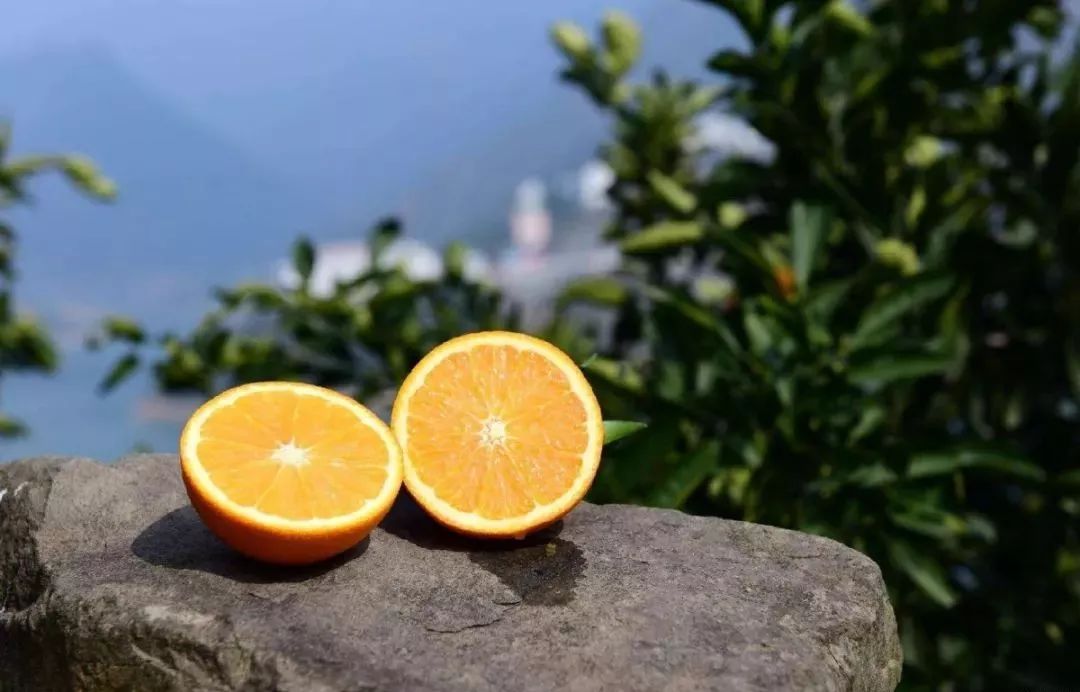 阿里产地仓模式升级农业供应链,阿里巴巴农产品直采基地