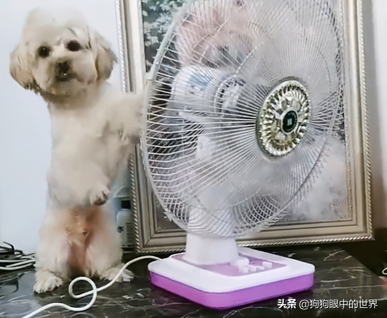 狗狗高烧40度怎么降温,夏天到了这7种狗狗最怕热了