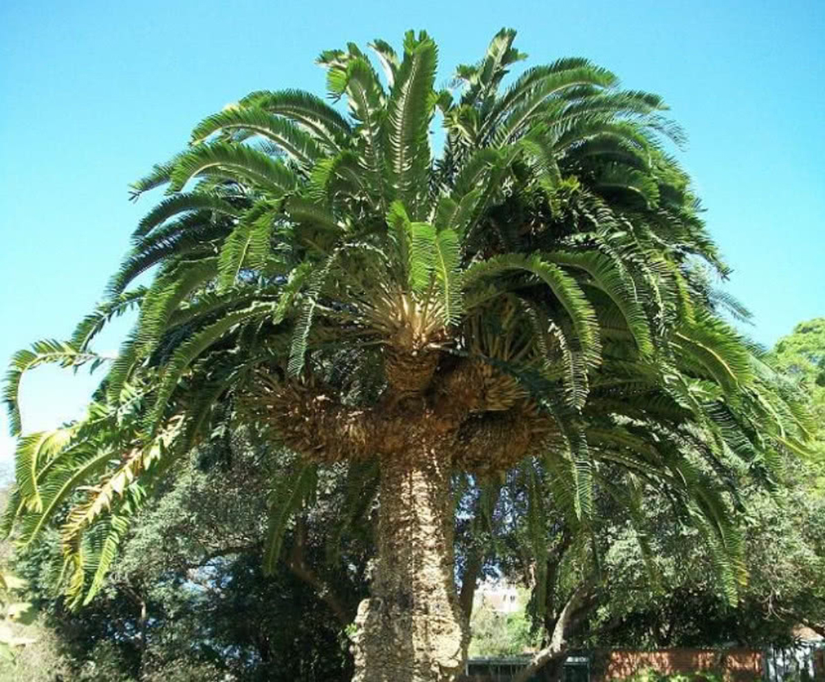 伍德苏铁:寻妻百年的铁树鳏夫,全球仅一棵,克隆的树苗价值15万