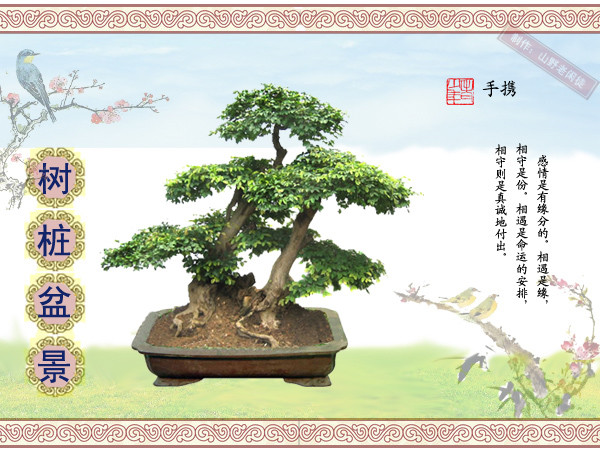 高山杜鹃花老树桩盆景,大树桩盆景欣赏