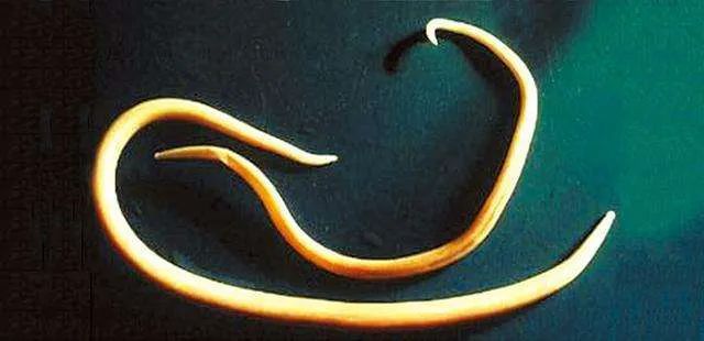 春天宠物驱虫的正确方法,驱虫春季宠物