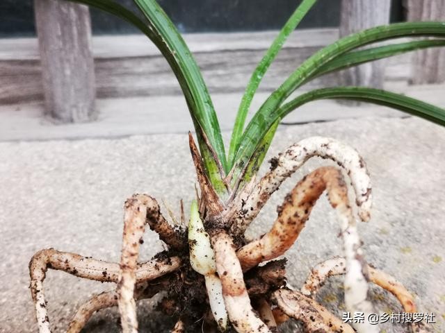 夏天兰花浇水得茎腐病,多菌灵治水仙烂根吗