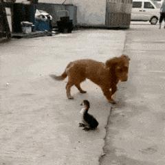 狗子被主人吓尿怎么办,狗子偷吃猪手被发现