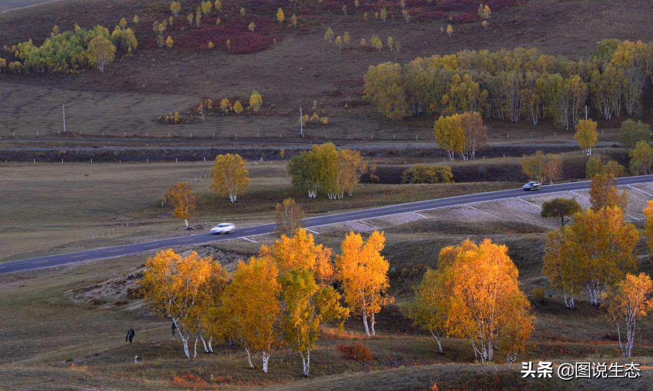 一口气看完塞罕坝全篇,参观塞罕坝有感1000字