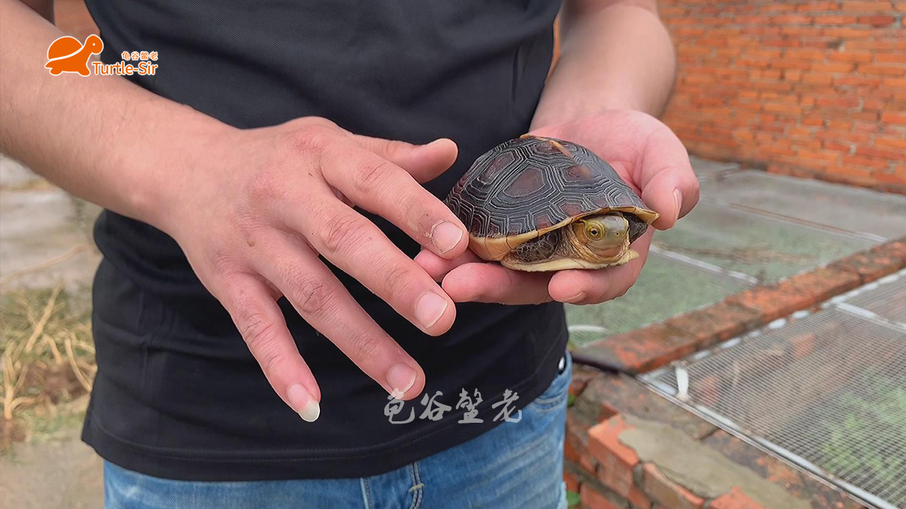 黄缘龟底板有异色可以养吗,黄缘龟背甲颜色淡