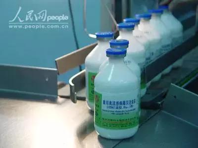 禽流感怎么防治和治疗,养鸡得禽流感怎么预防