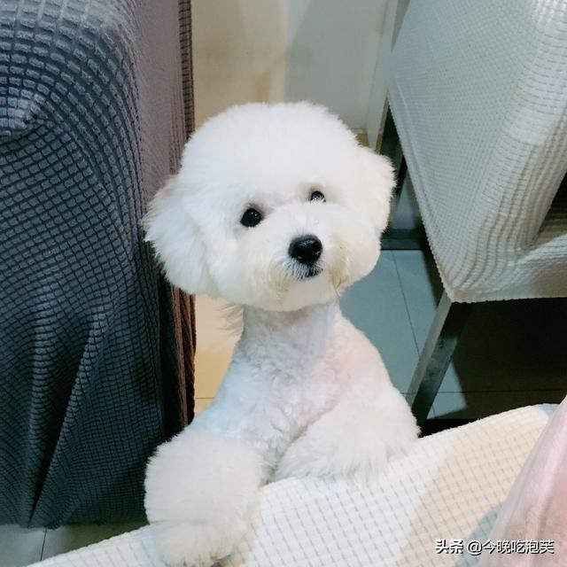 比熊狗狗身上沾了屎怎么办,比熊狗狗身上有黄铁锈