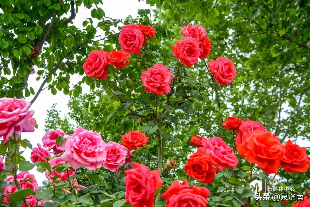 楂樻牎椋庨噰绯诲垪,楂樻牎椋庨噰灞曠ず瑙嗛