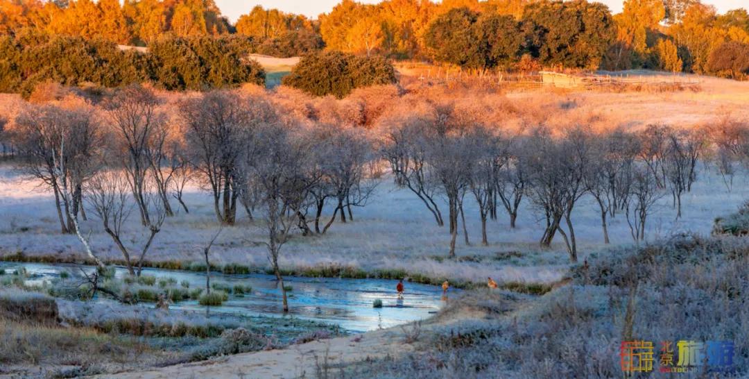 一到秋天,这里就美成了金色天堂!全世界独一份!