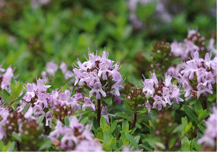 精油喷雾制作教程,精油喷雾的做法