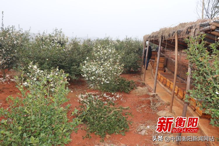 衡阳油茶未来发展,科学技术为油茶产业发展加油