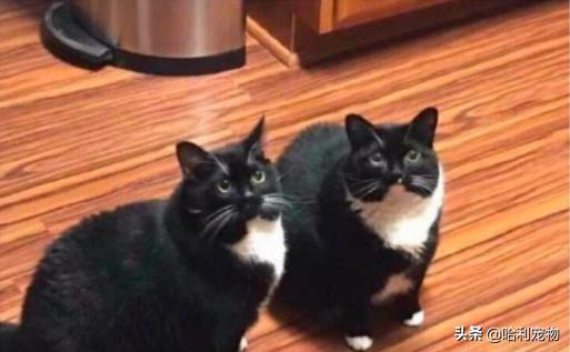 铲屎官的真相,铲屎官养了四只一模一样的猫