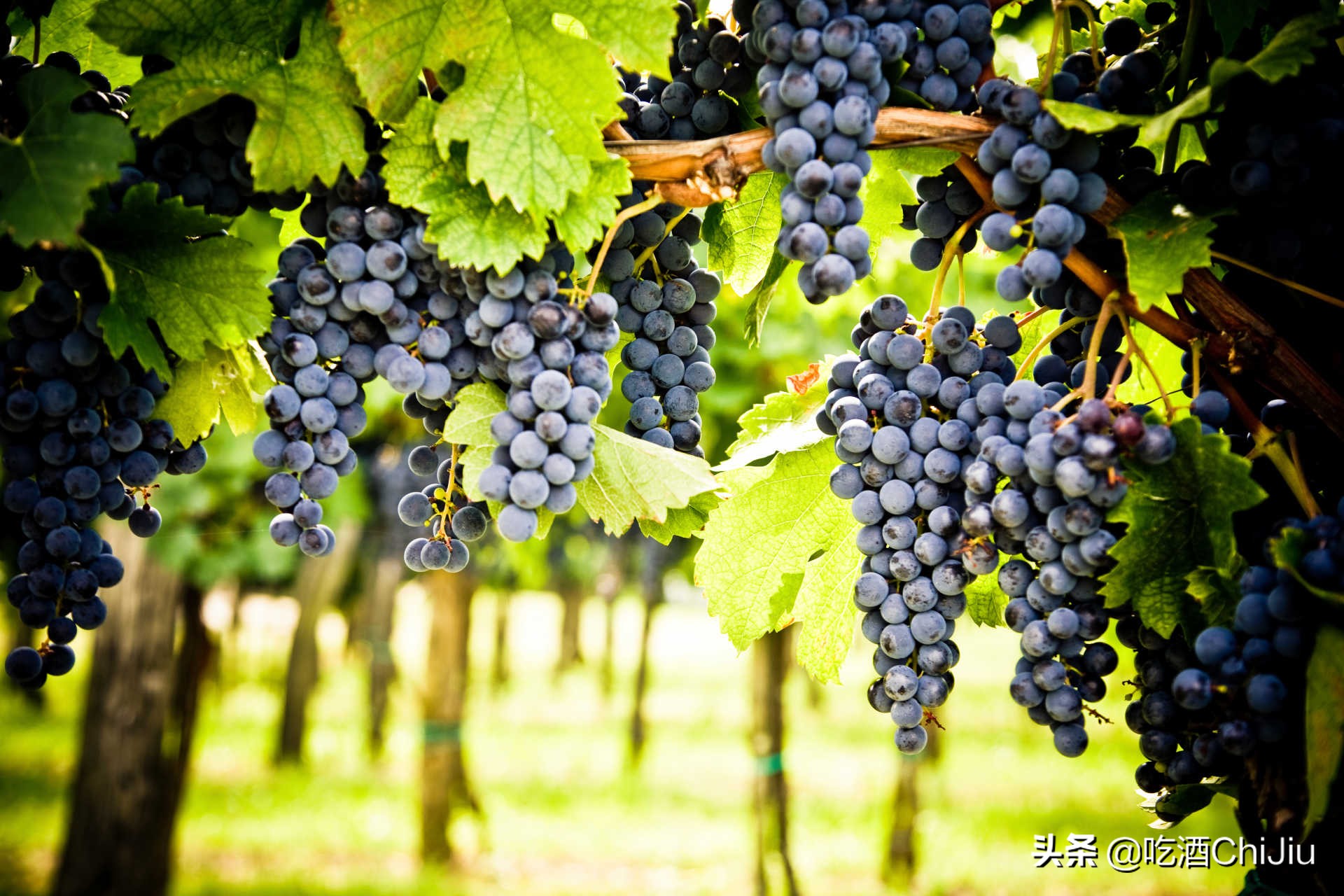 中国人喝最多的红酒,为什么是赤霞珠红酒?