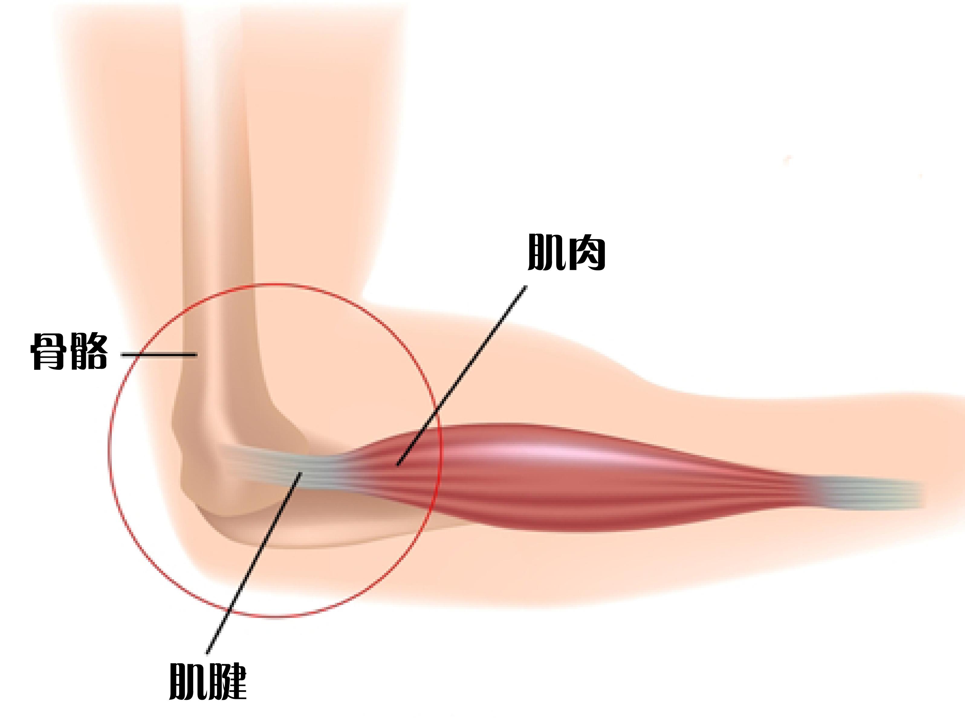 人体的变异,人体罕见变异现象排行榜