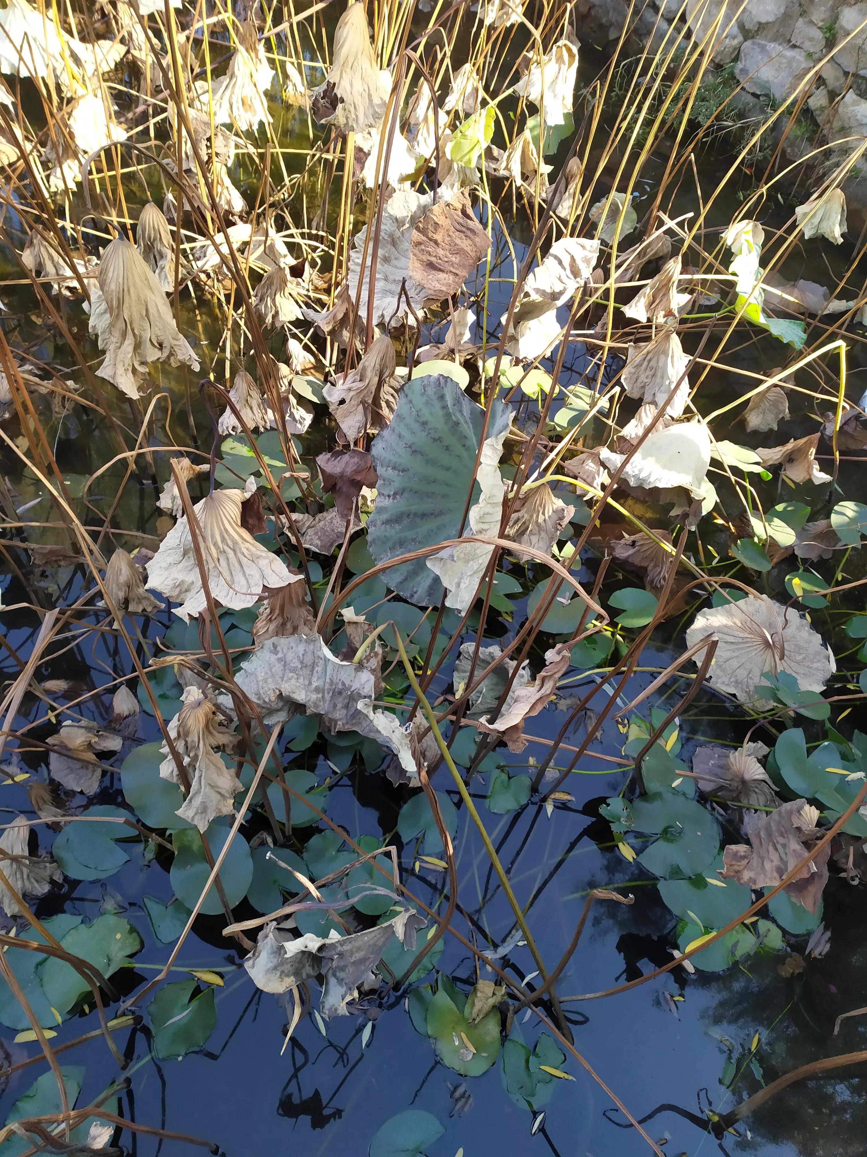 裕西公园秋天的景色,裕西公园的特色