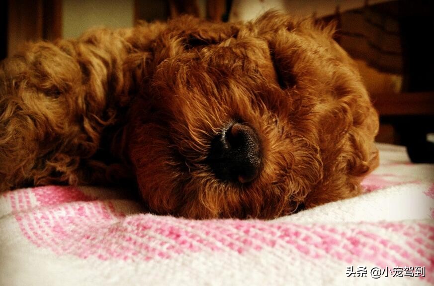 泰迪毛打结怎么梳开视频,泰迪毛打结了怎样把毛疏通