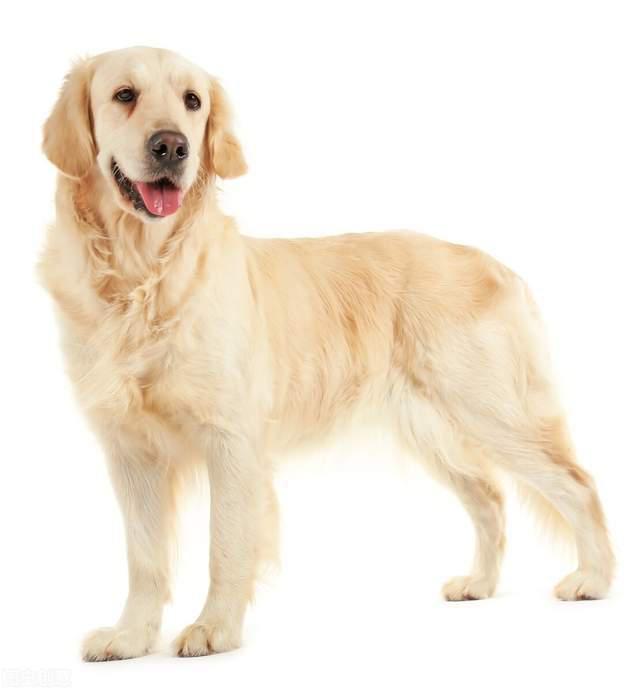 如何养好深色金毛的毛发,养黑色的金毛要注意什么