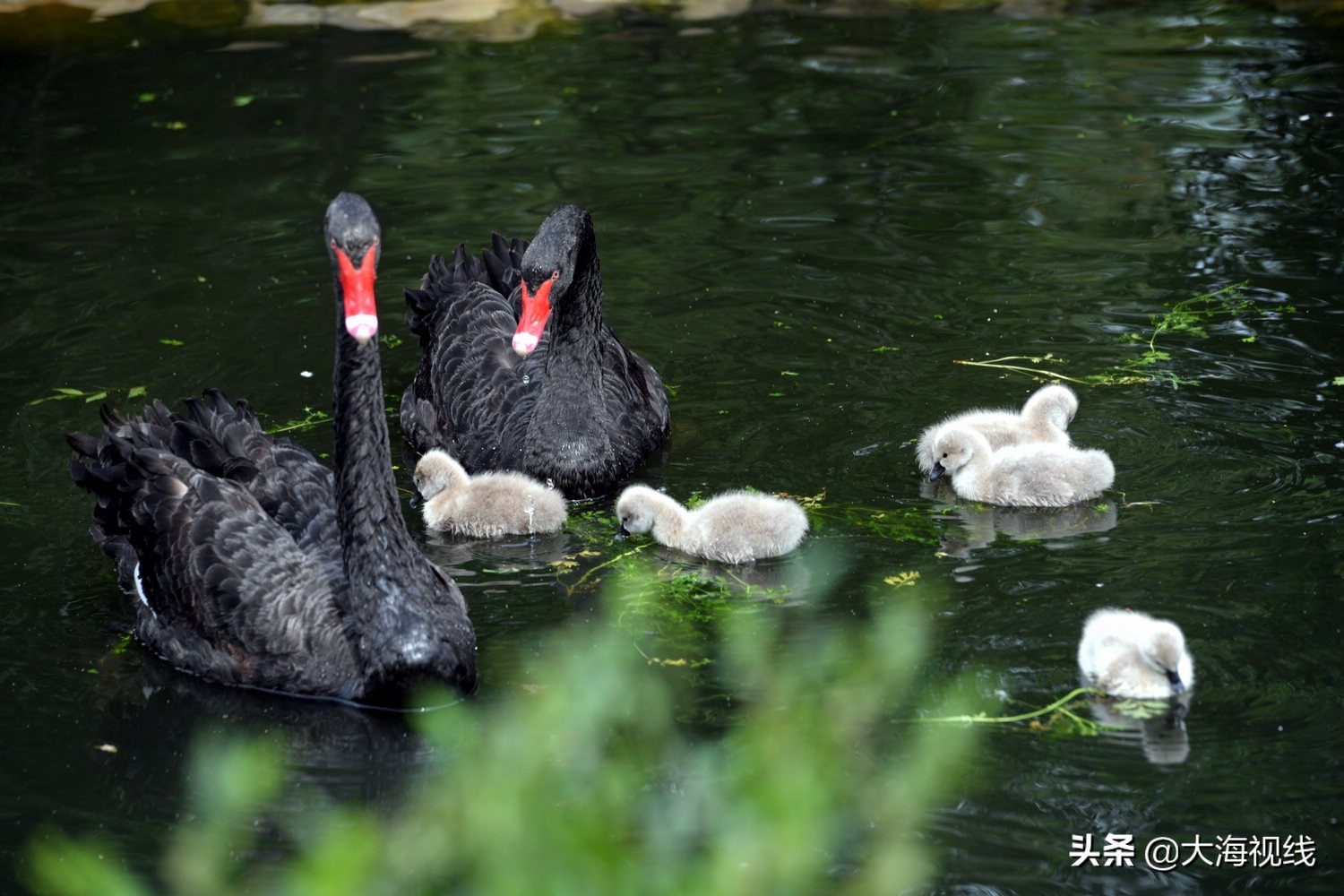 沈阳浑河一共有几座桥,沈阳浑河公园排名