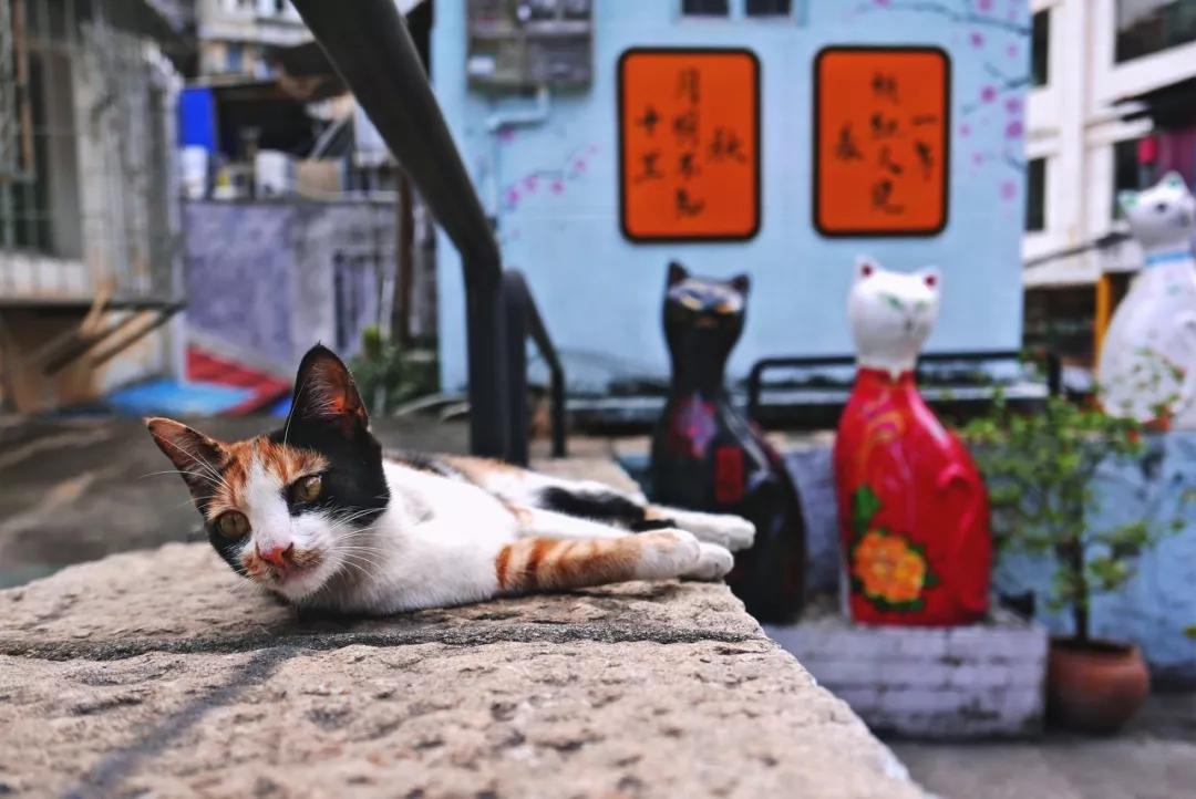 厦门海岸线咖啡网红打卡地地址,厦门观音山网红打卡地