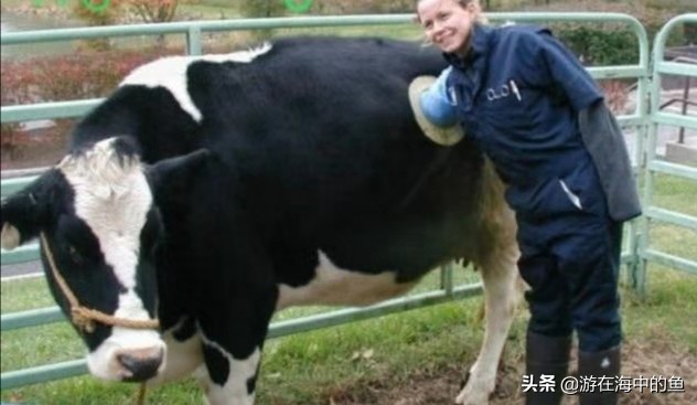 牛身上掏洞养殖合理吗,养殖牛通胃