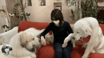 大白熊犬撒娇视频,150多斤的大白熊犬