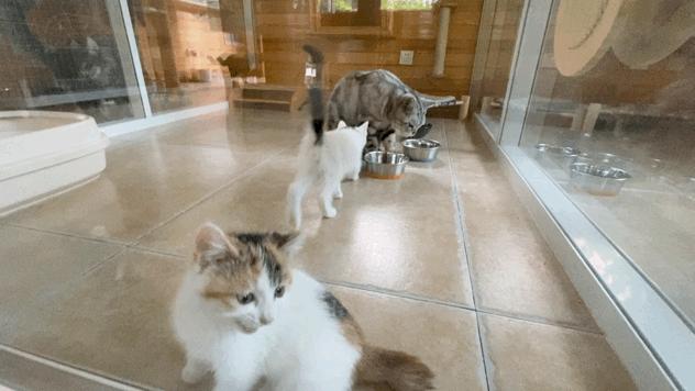 团宠猫咪的性格,小猫有多抗打