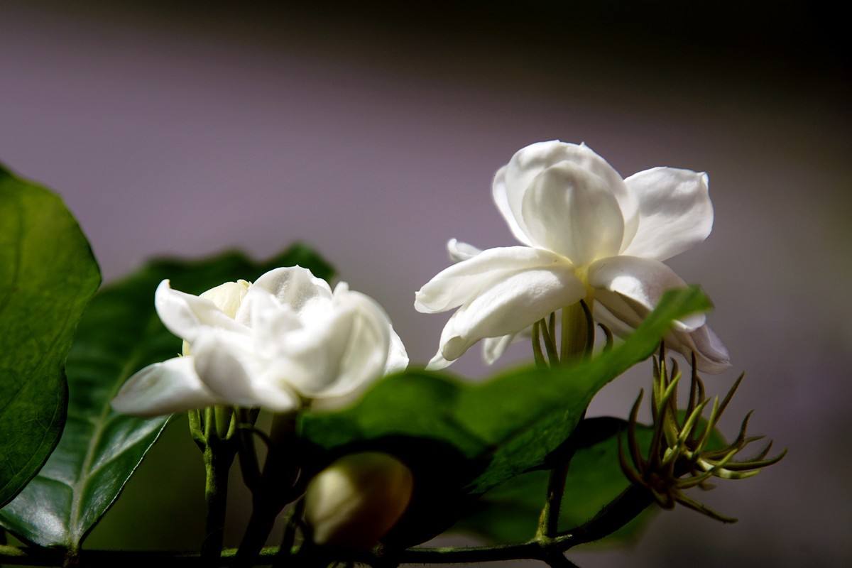 茉莉花可以用什么肥,茉莉花可以施什么肥