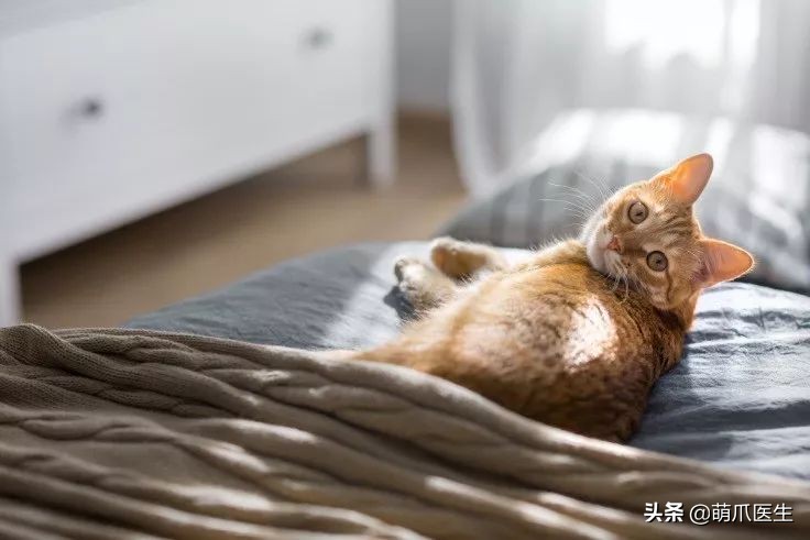 猫咪防中暑的最佳方法,怎么预防小猫咪中暑