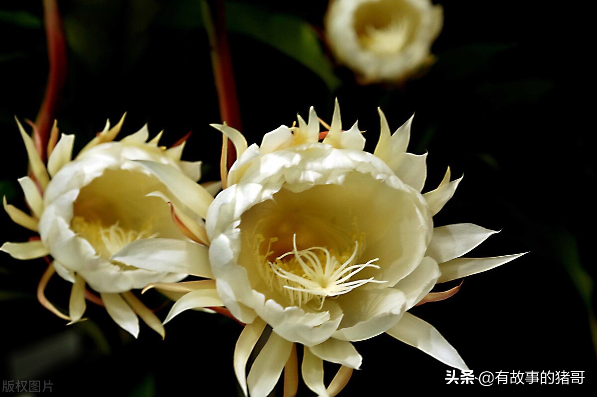 花卉的真实故事,中国花卉的故事