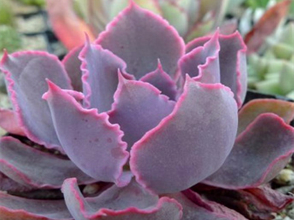 遮雨遮阳多肉,遮阳遮雨的多肉