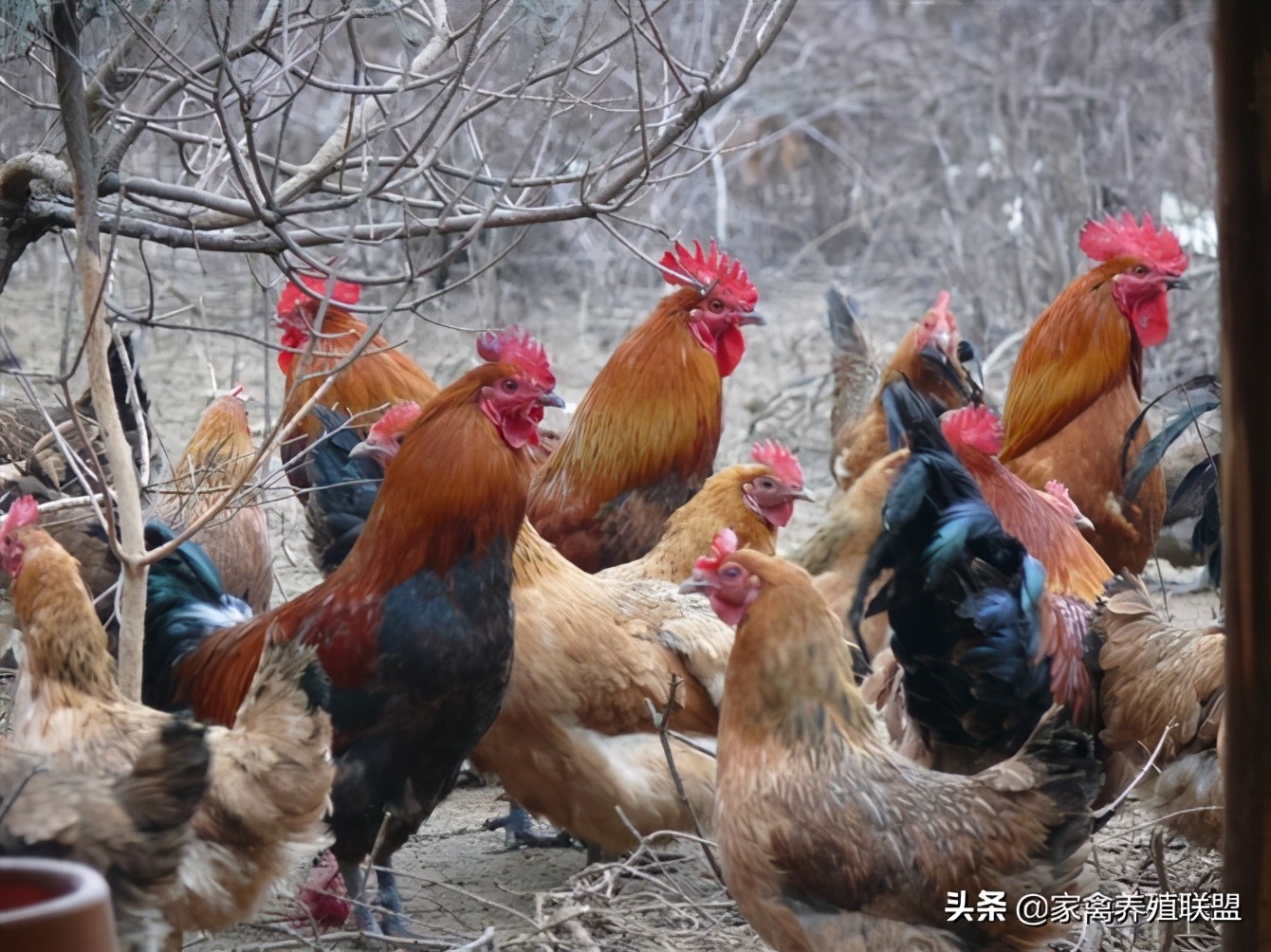 一只真正的土鸡能卖多少钱,土鸡卖一元一只一年能赚180万