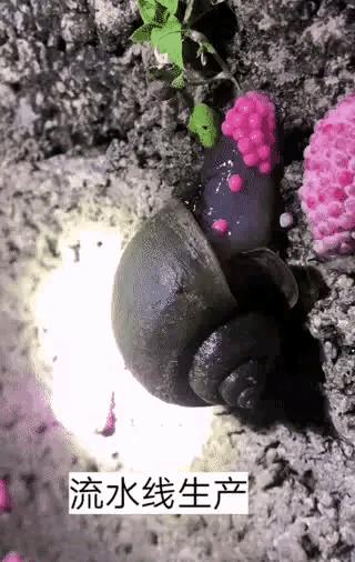 多地出现福寿螺寄生虫感染事例,2006年广东福寿螺寄生虫事件