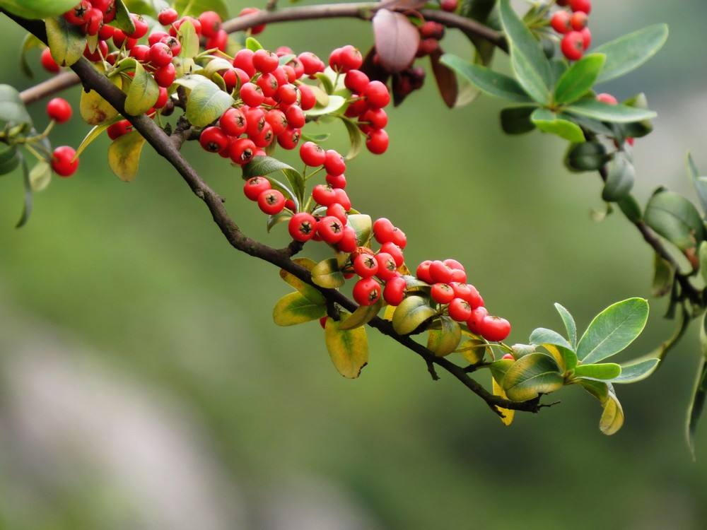 二十四节气之立秋手抄报,二十四节气之立秋茅台