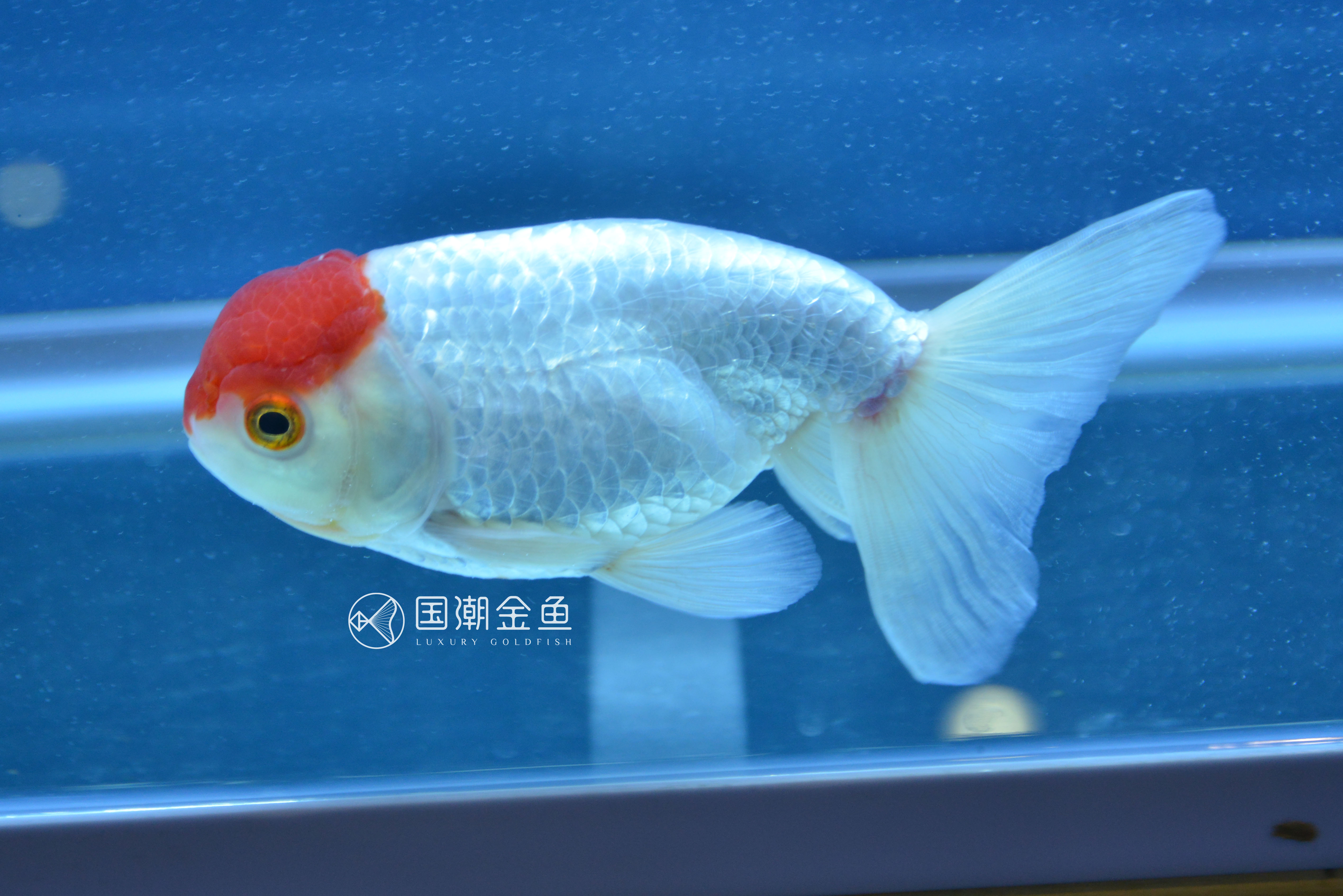 金鱼的颜色与光照的关系,什么品种的金鱼后期颜色稳定