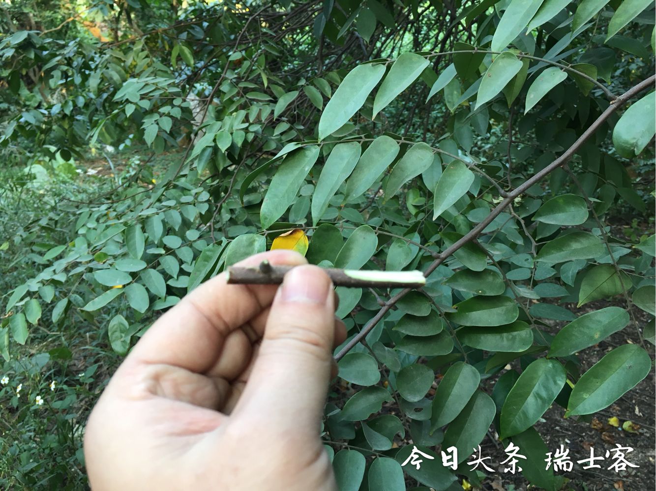 什么品种的杨桃好吃不酸,杨桃种植方法和技巧