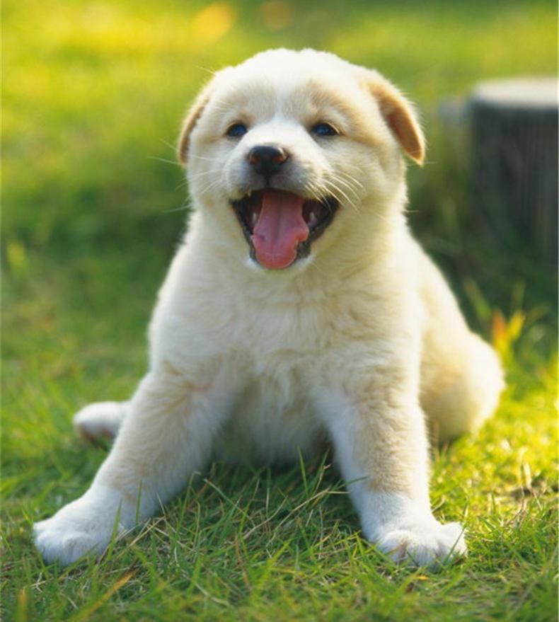 如何辨别、治疗、预防狗狗的耳朵感染疾病？