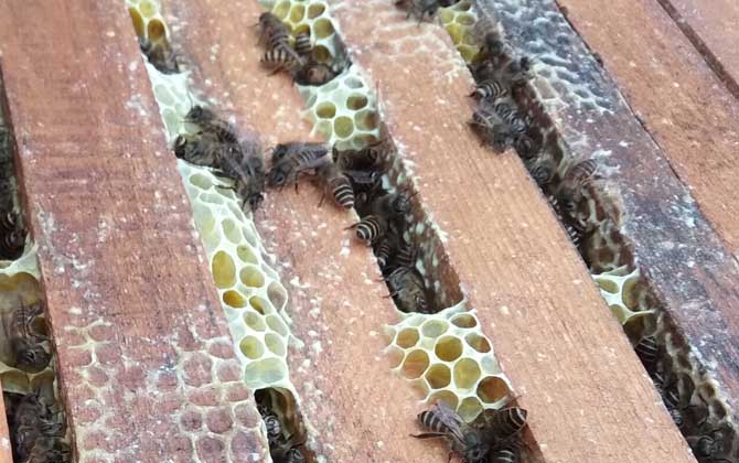 中华蜜蜂圆桶养殖视频,中华蜜蜂养殖工具蜂箱