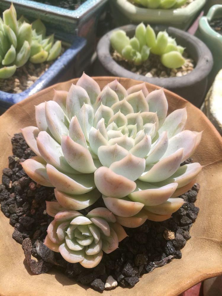 误打误撞的多肉情缘,带我走进多肉小世界!