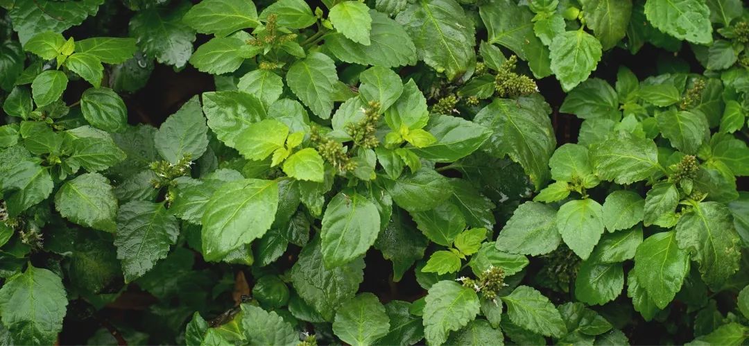 雪松味道有点呛鼻子,雪松味道好不好闻