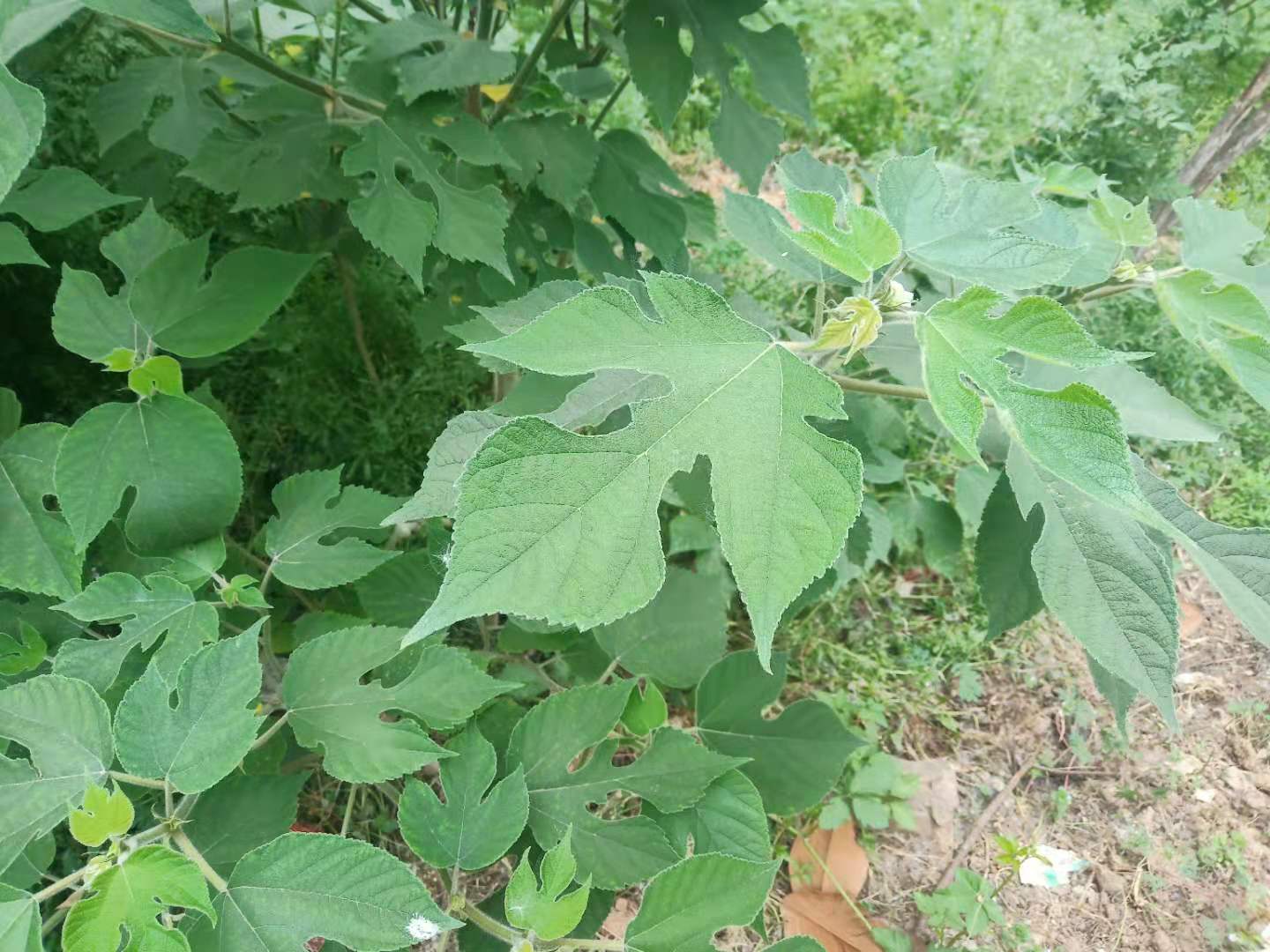 构树如何彻底去除不伤土,农村构树怎么消灭