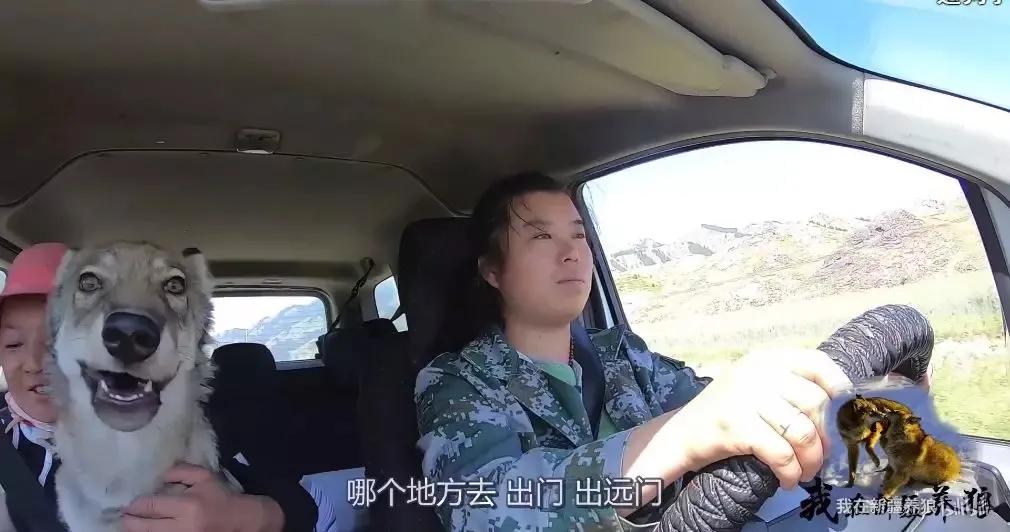 哈士奇养成狼,狼被养成了哈士奇