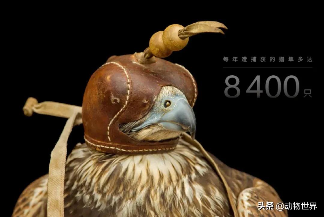 国际珍稀动物保护日-如何拯救那些正在从世界上逐渐消失的物种