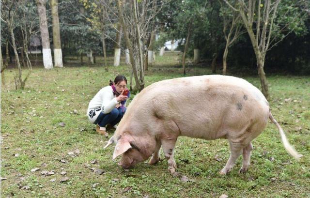 一只猪一岁的寿命是人类的多少岁,猪的寿命和人的寿命
