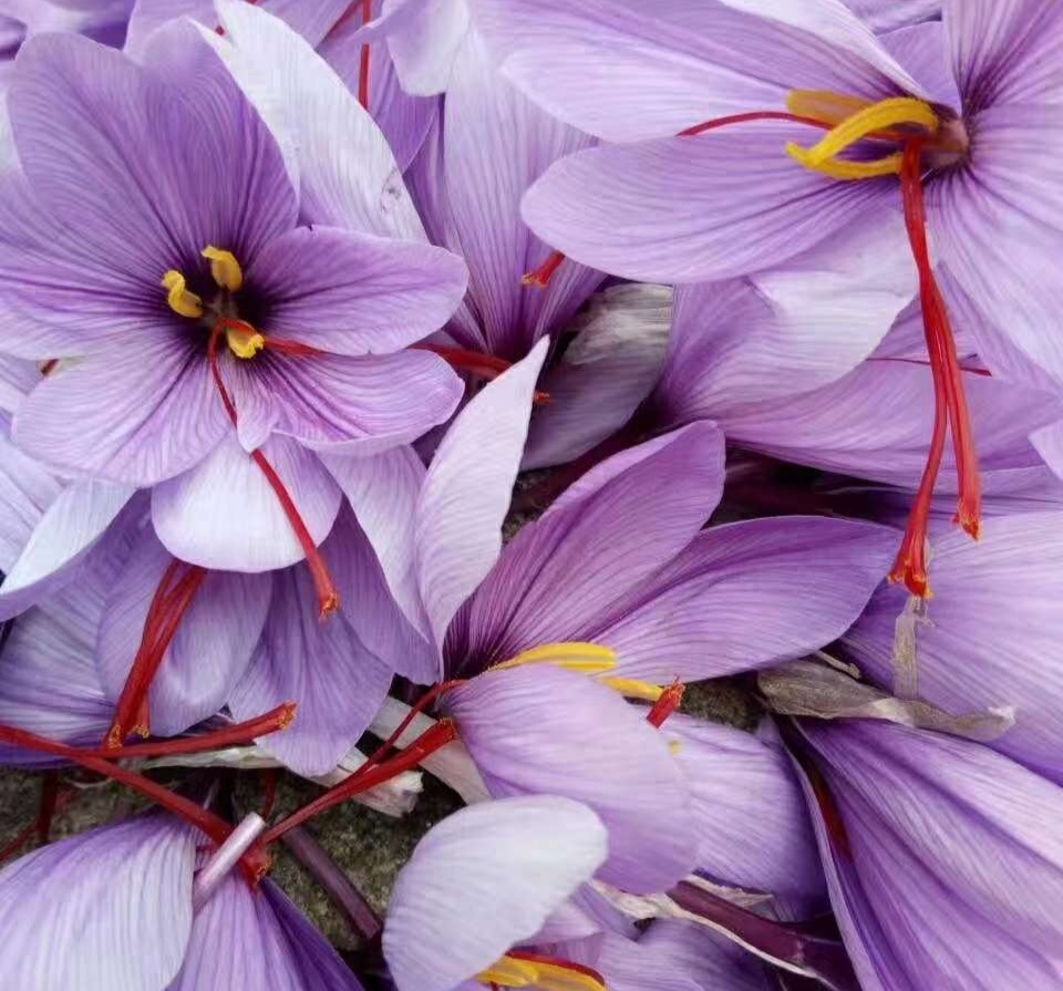 藏红花种植的前景与利润,藏红花种植项目前景如何好种吗