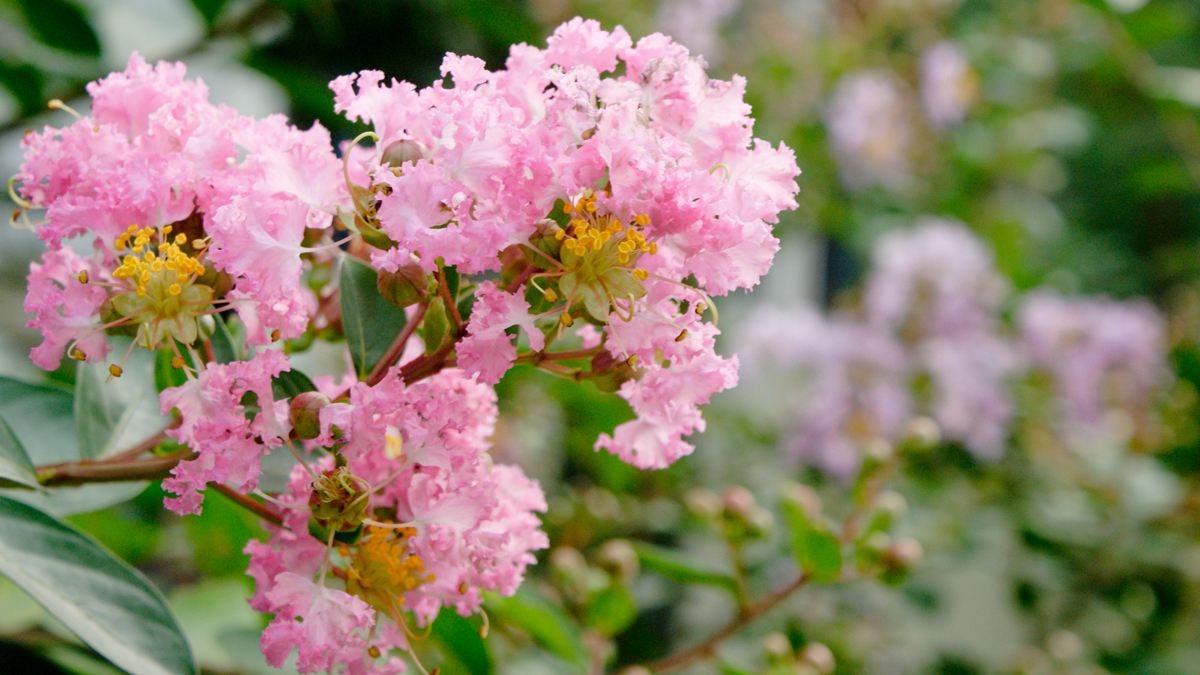 二十四节气之立秋手抄报,二十四节气之立秋茅台