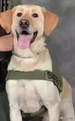 闻毒品味会有危害吗,闻毒品气味算吸毒吗