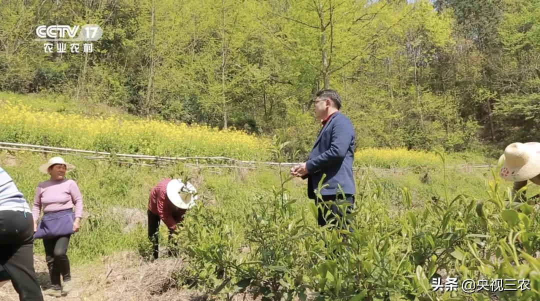他放弃高薪回村干这一行，旁人不理解，如今大获成功